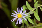 Aromatic aster